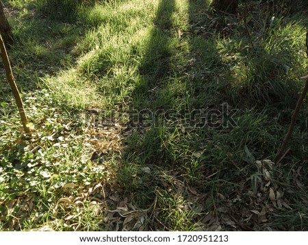 Sunlight and shadow on the grass field.