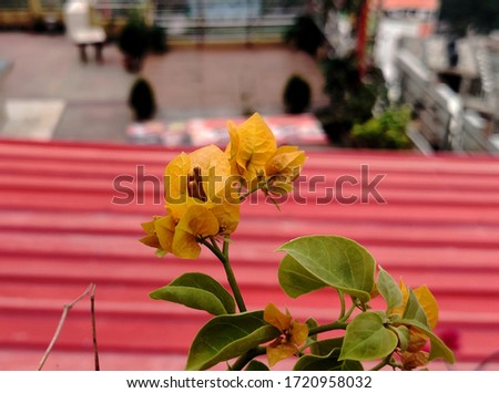 Bougainvillea, California Gold. One of the top performing Yellow Bougainvillea varieties, it is a free flowering, vigorous. It is a genus of thorny ornamental vines, bushes, or trees.