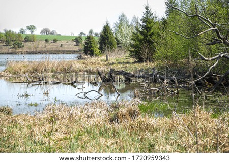 Landscape. Lake and swamp on the background of beautiful trees. Swamp in summer.