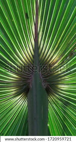 this palm leaf photo is great for backgrounds
