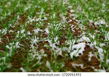 Wheat field covered with snow in spring season.  Stock Image