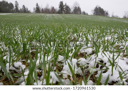 Wheat field covered with snow in spring season.  Stock Image