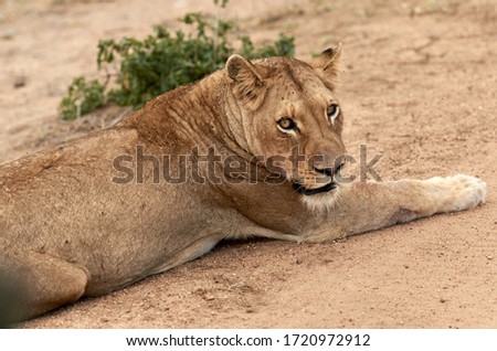 Horizontal image of lazy lioness lying in the yellow sand. Female Lion resting in the sun a hot day on the savanna. Lioness isolated in savanna in South Africa, safari adventure wildlife photography.