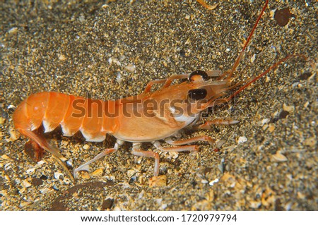 Norway lobster (also known as scampi, Dublin bay prawn or langoustine) on sandy sea bed Royalty-Free Stock Photo #1720979794
