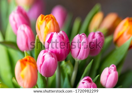 Close up of fresh bouquet bunch of pink rose orange tulips in vase. Copy space. Floral background. Postcard. Selective focus. Free space.