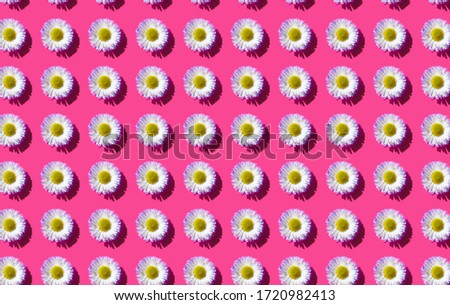 bright fashion seamless background for design paper or background. Pink base and white camomiles or daisies