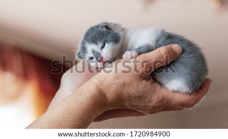 Little newborn kitten in woman hand on window background