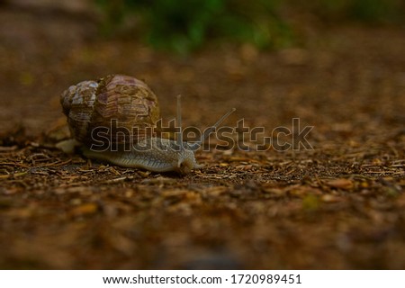 A snail on the forest floor

The snail crawls over the forest floor covered with leftover wood. The dominant color in the picture is brown. It was taken in late spring