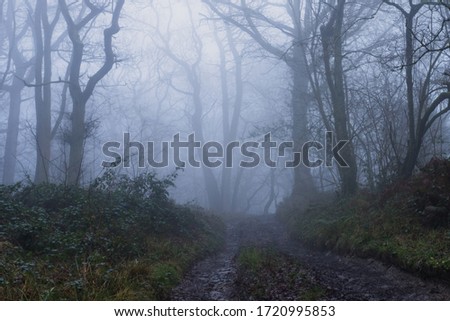 A muddy path through a spooky forest. On a foggy, winters day