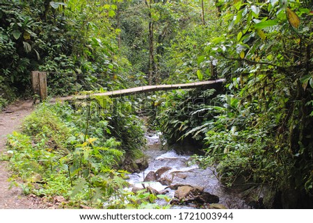 Photo of a Path and Bridge over a River in the Rainforest with Tropical Plants and Beautiful Flora