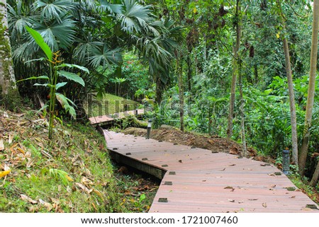 Photo of a Wooden Path in the Rainforest Park with Tropical Plants and Beautiful Flora