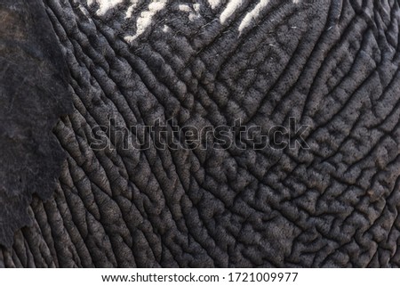 elephant skin for background or texture