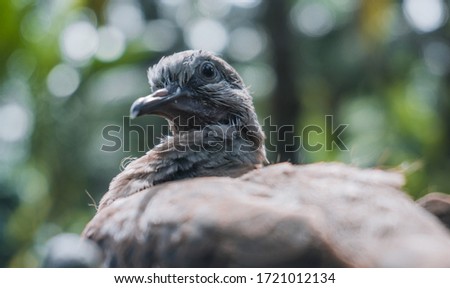 Picture of a spotted dove focused on seeing the surrounding environment.
