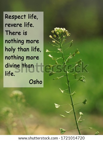 Zen quotes to feel peaceful text sign on blurred nature background.Inspirational thought for buddhists praying. Respect,revere life.There is nothing more holy than life and more divine than life. Osho