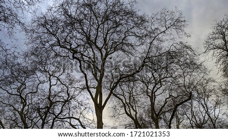 Trees with no leaves in winter. Beautiful branches in conversation with a dull sky. Photo taken in London UK.