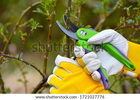 Spring pruning roses in the garden, gardener's hands with secateur Royalty-Free Stock Photo #1721027776