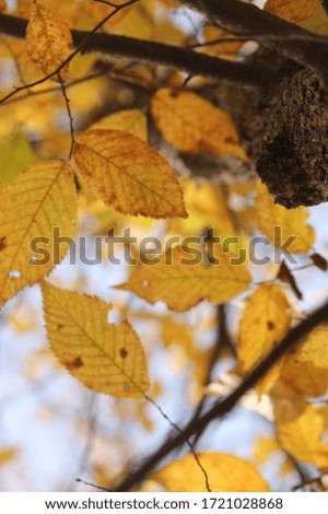 Golden yellow leaves shine against a bright blue sky.