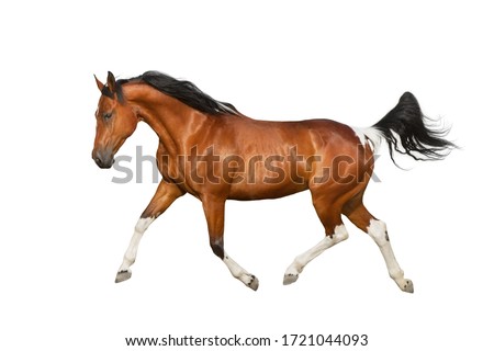 Piebald Horse run gallop isolated on white backround