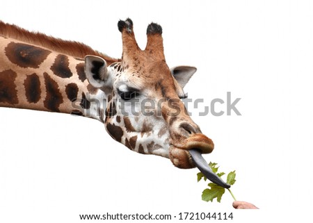 Giraffe eating green leaf out of human hand. White background.
