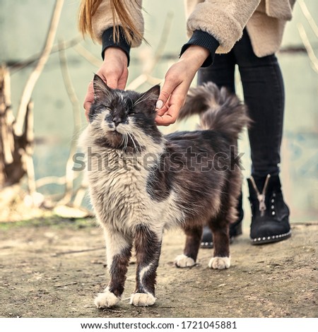 Homeless cute cat loves when a girl strokes him. Homeless animals protection concept. A spotted loving cat loves affection. Love for abandoned pets. Stock photo of an dirty and cute cat.