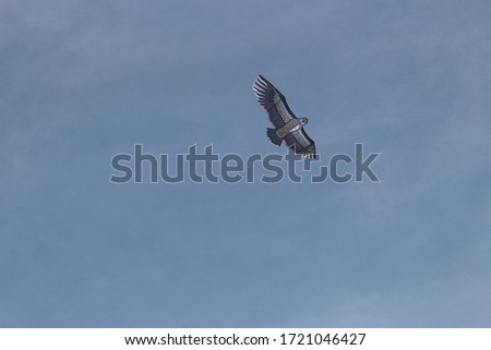 An eagle kite flying in the sky