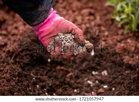 Gardener adding chicken manure pellets to soil ground for planting in garden Royalty-Free Stock Photo #1721057947