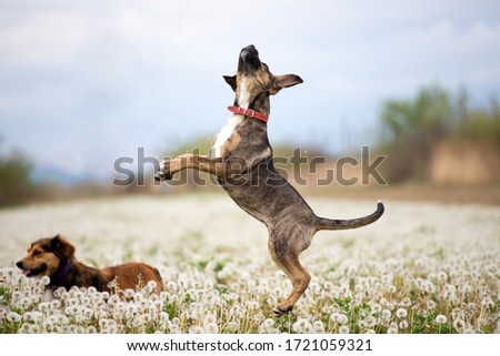 Two cute, happy dogs have fun on a fluffy dandelion field.