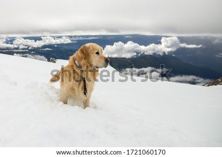 rescue dog on a background of mountains and blue sky with clouds