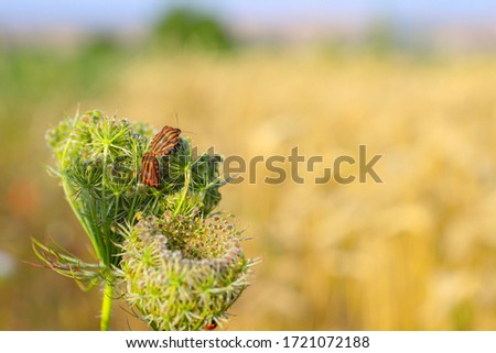 Two orange and black beetles on inflorescences of field grass, among mature ears of wheat. Rural landscape. Closeup blur background.