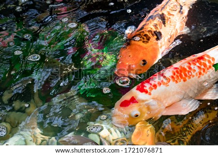 Colorful KOI fish in a pond for good luck