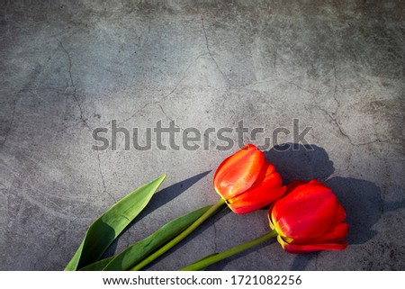Two red tulips on a dark concrete table. Easter, mother's day or women's day greeting card. Memorial days, May 9th. Top view, copy space for text top view