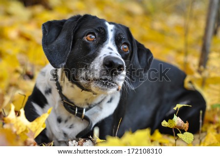 cute dog lying on the autumn leaves