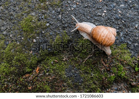Snail crawling on the ground. Snail in the fresh air.