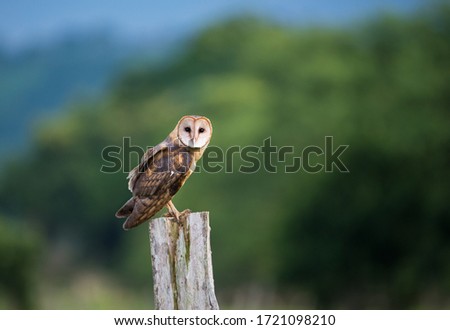 Barn owl (Tyto alba) perched. 