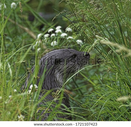 Eurasian Otter ( Lutra lutra) amongst long grasses at edge of river.