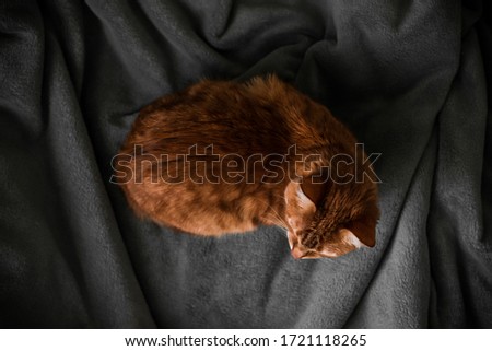 blanket house ginger red cat resting on a gray plaid, cozy picture of life, scandinavian hygge