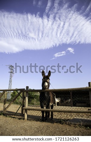 Donkeys on a farm, detail of domestic mammal animal