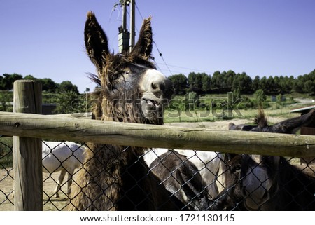 Donkeys on a farm, detail of domestic mammal animal