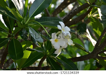Plumeria flowers with blurred background.