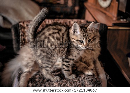 blanket house striped gray-cream kitten and cat are resting on a spotted blanket, a cute screensaver with fluffy animals, selective focus and a cozy picture of life, a Scandinavian hygge