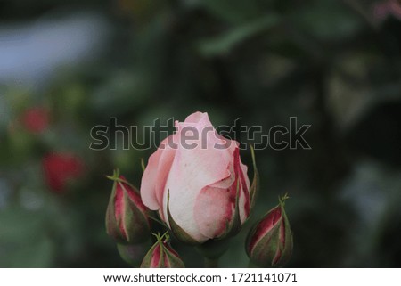 Close up view of colored Rose on a bunch  in a garden in Sichuan, China
