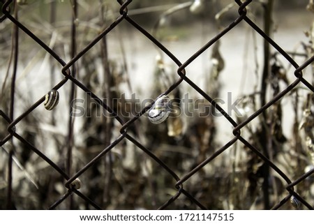 Dry snails fence, animals and living nature, biology