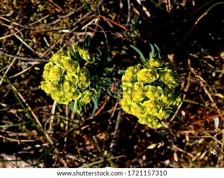 inflorescences of the plant called spurge pine growing in forests in the suburbs of the city of Bialystok in the Podlasie region in Poland