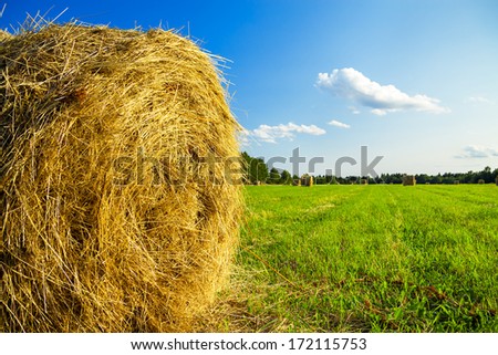 summer rural landscape with a field and hay