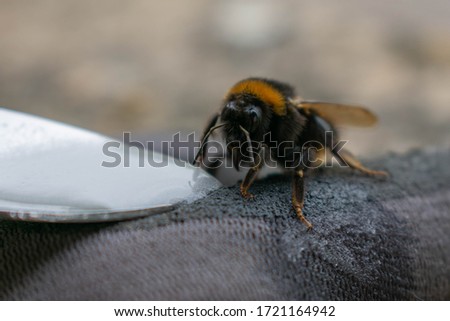 A close up of a bee feeding from a spoon of sugar and water to help him recover.  He's resting on a mans hand who is wearing a glove.