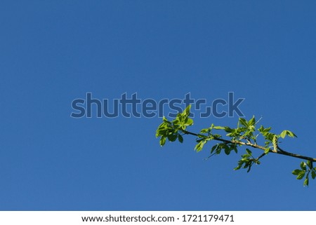 amazing plain clean blue sky without clouds and plane pollution with a branch of tree for imagination, nature, gardening with inspiration, copy space - covid-19 springtime
