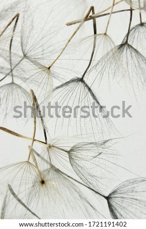 Dandelion seeds on white background, vertical view. Detailed close up of beautiful Dandelion seeds blown in white background. Abstract nature backdrop with space for text.