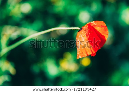 One red anemone on a blurry green background. Close-up wild flower with dew. Soft focused picture of red flower in a field.  Lonely plant. Green grass in the meadow. Contrast art photo
