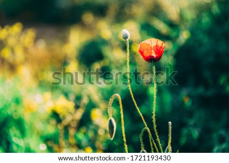 One red anemone on a blurry green background. Close-up wild flower. Soft focused picture of red flower in a field.  Lonely plant. Green grass in the meadow. Contrast art photo. Beautiful orange flower