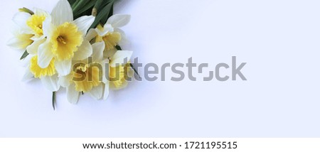Spring flower arrangement. Delicate yellow daffodils on a white background. Background for postcards, invitations, and greetings.